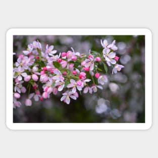 Pink Crab Apple Blossoms Sticker